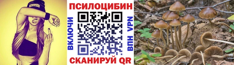 Псилоцибиновые грибы Psilocybe  купить  цена  Тутаев 